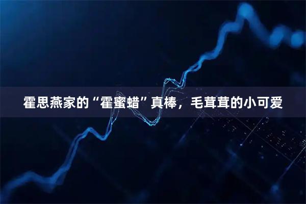 霍思燕家的“霍蜜蜡”真棒，毛茸茸的小可爱